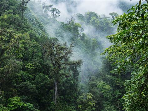 The Cloud Forest, Unmistakenly Surreal and Brilliantly Complex